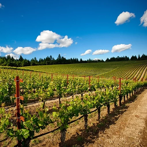 durable post for fencing in vineyards